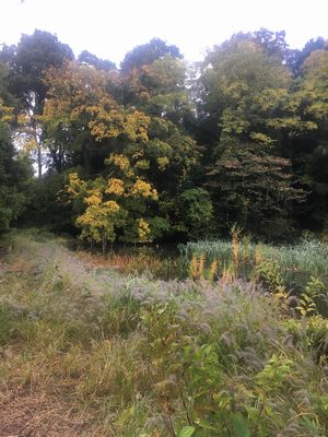 三宝寺池のこのあたりで大鷹が巣を作ったらしい