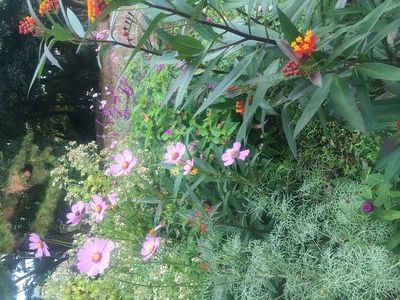 野草園の花たち