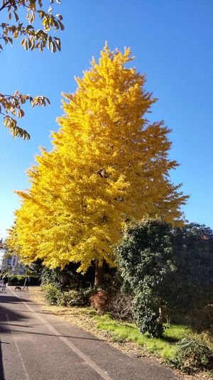 ボート池の銀杏の美しさ