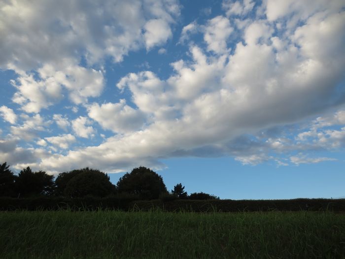 秋晴れっぽい石神井の空の風景