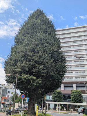 「石神井火車站之碑（しゃくじい かしゃたん の ひ）」