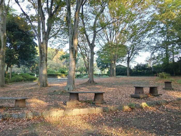 秋の陽の木漏れ日が季節を感じさせます
