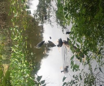 再び、何の鳥ですか？