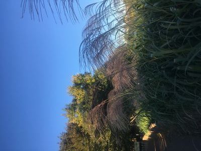 すすきの季節！