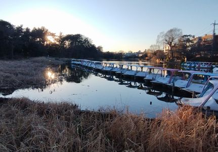 立春後の石神井公園に夕日が沈む