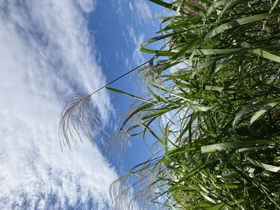 秋のススキが激しく強風にゆれる