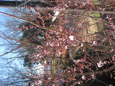 ようやく梅の花が咲き始めたよ