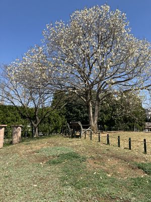 練馬文化センターのそばの何の木だろう