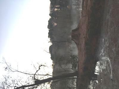 三宝寺池に靄がたったよ
