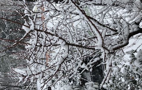２月７～８日は雪が舞ったよ
