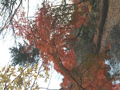 紅葉も終わりの時期かな？