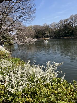 白い花とボート池の船のマッチング
