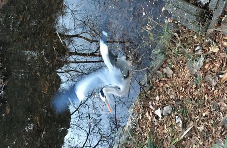 アオサギが飛びそう！！