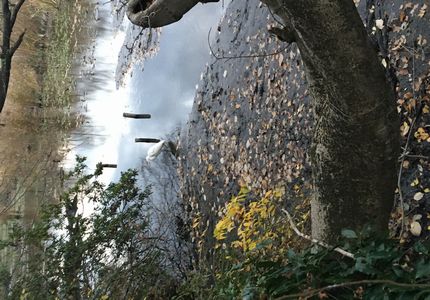 しらとりはさびしからずや・・・