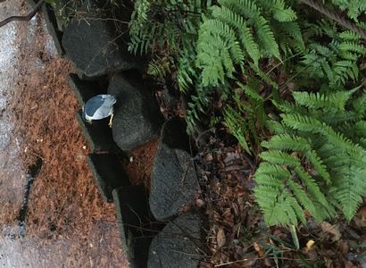何の鳥ですか？　寒くてふるえてる。