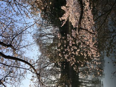 桜の満開宣言がなされた
