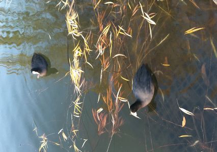 クイナ科に属する野鳥のオオバン（大鷭）ですね