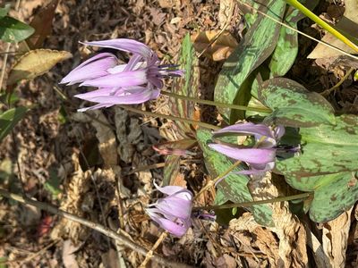 カタクリは春の妖精。春先に薄紫色の花を咲かせる