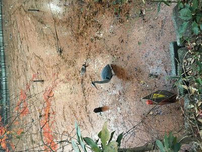 何の鳥ですか？