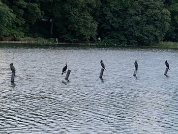 これはカワウソですね！