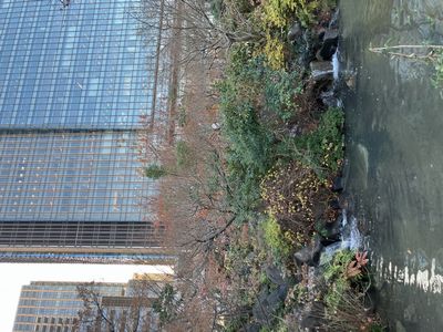 晩秋の六本木ミッドタウンの檜町公園の中洲滝の景