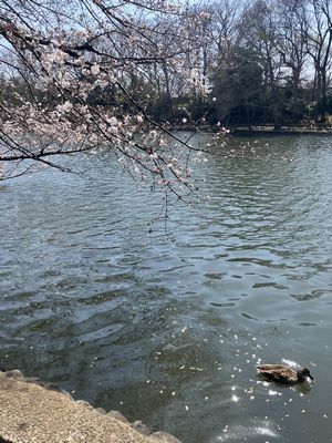 もうボート池にも桜が開花した