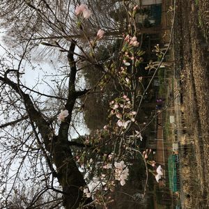 東京の桜開花宣言で、石神井公園の桜もすこし開いた