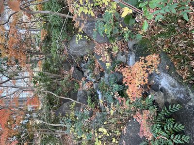 晩秋の六本木ミッドタウンの檜町公園（ひのきちょうこうえん）