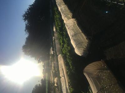 再び、晩秋の農園風景