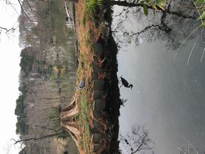 今年はアオサギがめだっているね