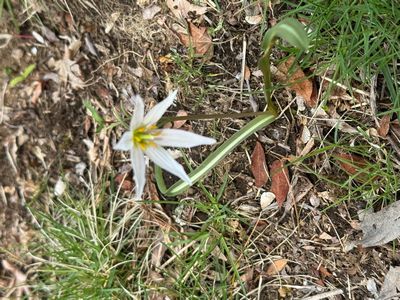アマナ（甘菜）。&nbsp;日当たりの良い草地に自生するユリ科の多年草