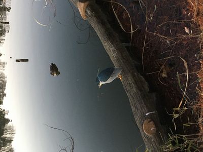 ゴイサギは、サギ科の鳥で、夜行性であることからその名（五位鷺）が付けられました