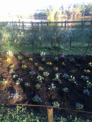 石神井公園ボート池の花壇に咲く秋の花々