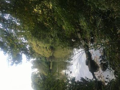 何という鳥ですか？