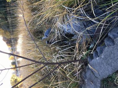 三度、何の鳥ですか？