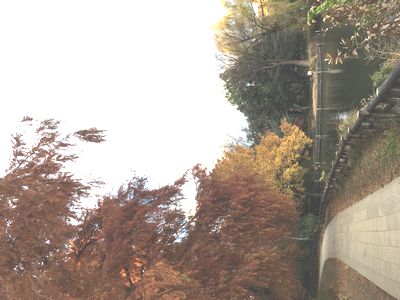 紅葉も終わりの時期かな？